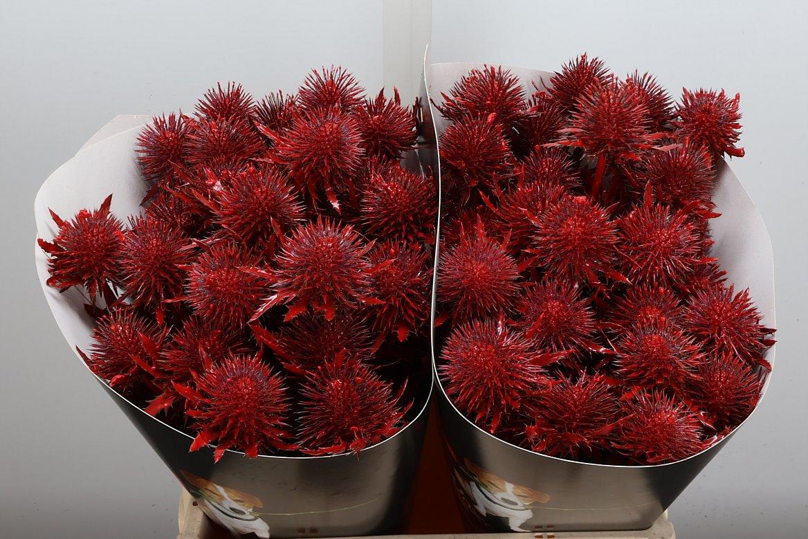 Срезанные цветы оптом Eryngium wax red light от 10шт из Голландии с доставкой по России