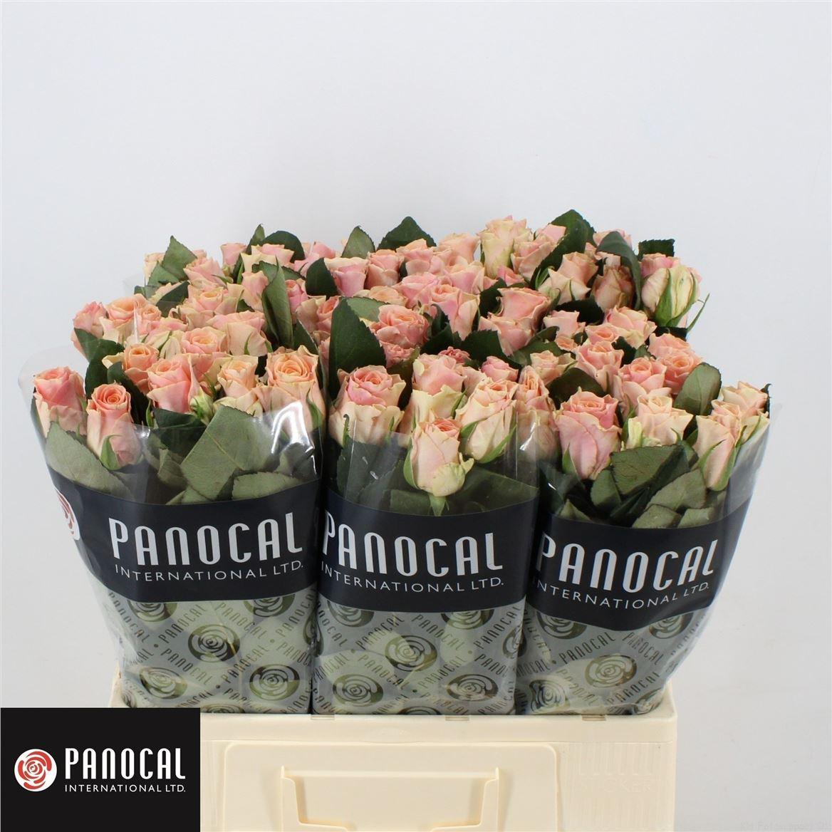 Срезанные цветы оптом Rosa large sweet tacazzi от 400шт из Голландии с доставкой по России