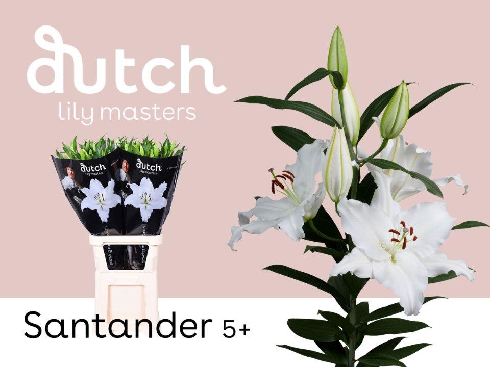 Срезанные цветы оптом Lilium or santander от 30шт из Голландии с доставкой по России