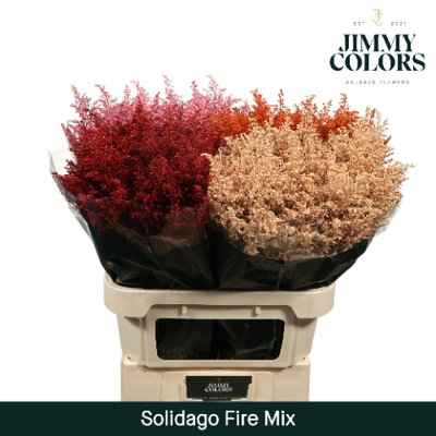 Срезанные цветы оптом Solidago paint mix fire от 100шт из Голландии с доставкой по России