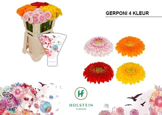 Срезанные цветы оптом Germini gerponi mix от 80шт из Голландии с доставкой по России