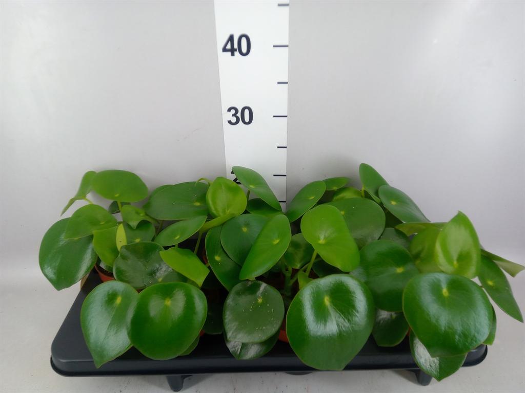 Горшечные цветы и растения оптом Peperomia Polybotrya raindrop от 6шт из Голландии с доставкой по России