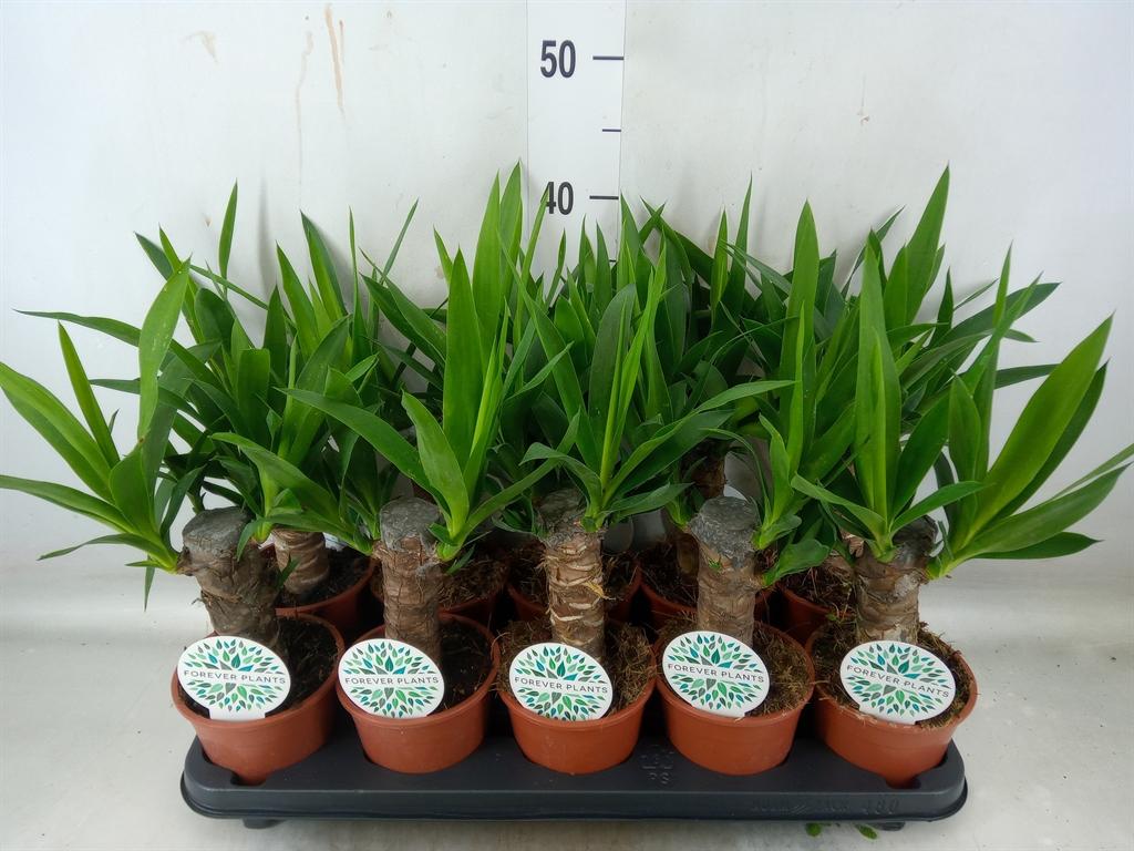 Горшечные цветы и растения оптом Yucca   ... от 10шт из Голландии с доставкой по России