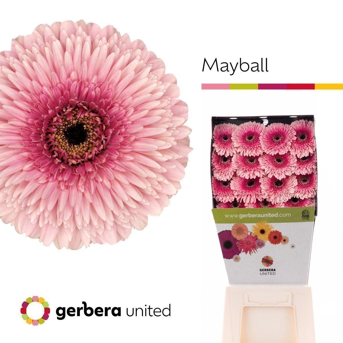 Срезанные цветы оптом Gerbera diamond gerponi mayball от 15шт. из Голландии с доставкой по России
