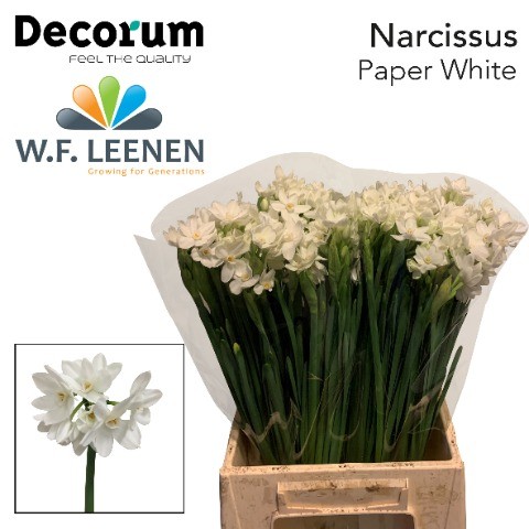 Срезанные цветы оптом Narcissus sp ziva paper white от 100шт из Голландии с доставкой по России