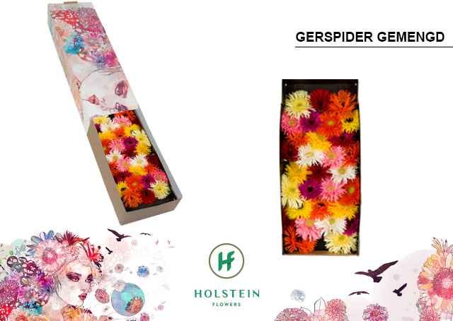 Срезанные цветы оптом Gerbera gerspider mix от 60шт из Голландии с доставкой по России