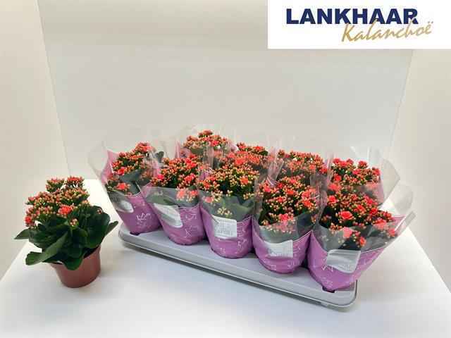 Горшечные цветы и растения оптом Kal Ge Perfecta Pink от 10шт из Голландии с доставкой по России