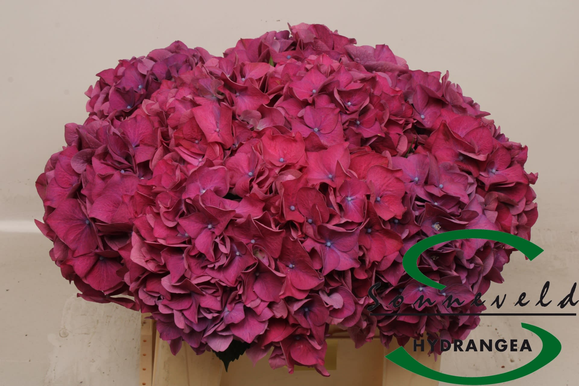 Срезанные цветы оптом Hydrangea sibilla red от 10шт из Голландии с доставкой по России