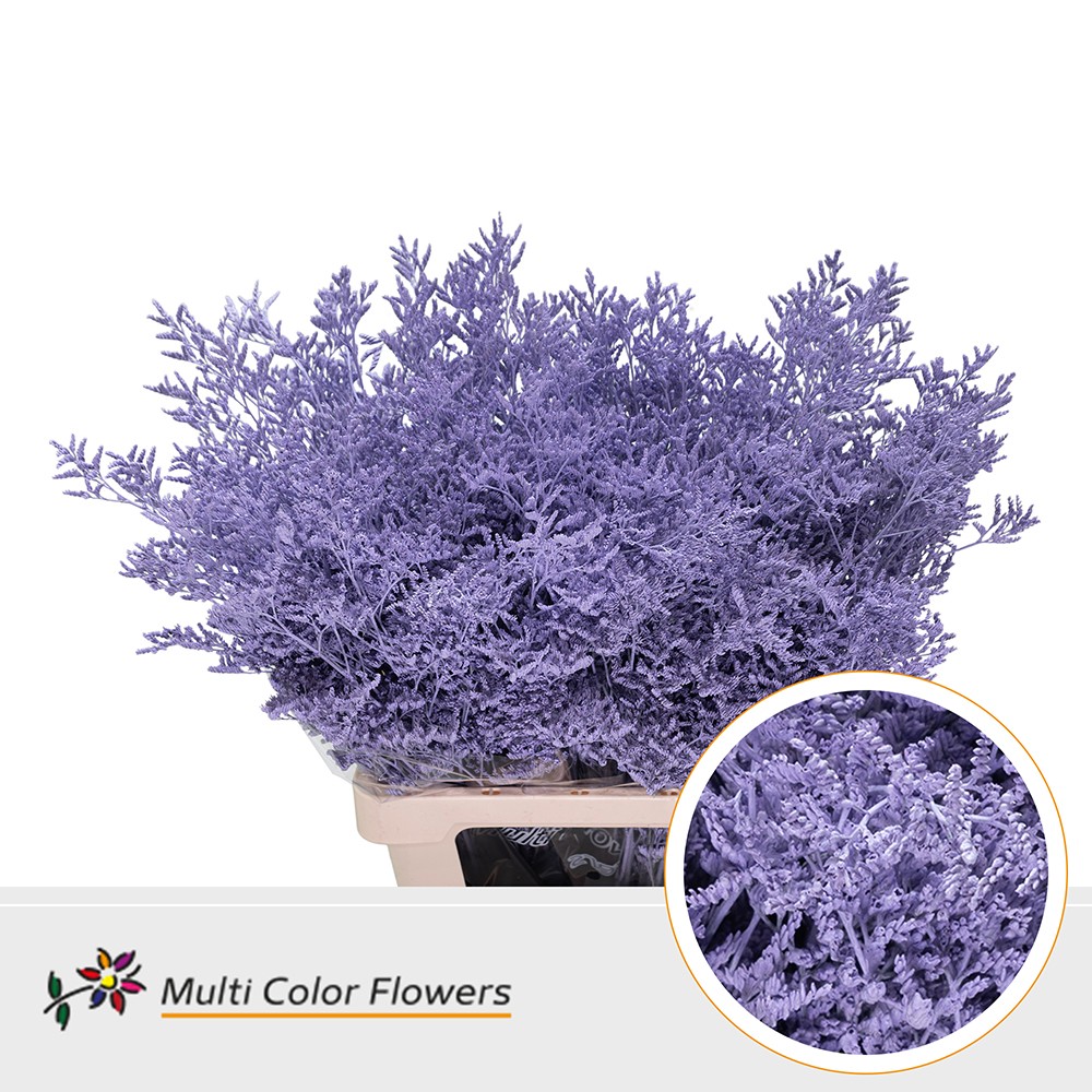Срезанные цветы оптом Limonium paint milka A от 50шт из Голландии с доставкой по России