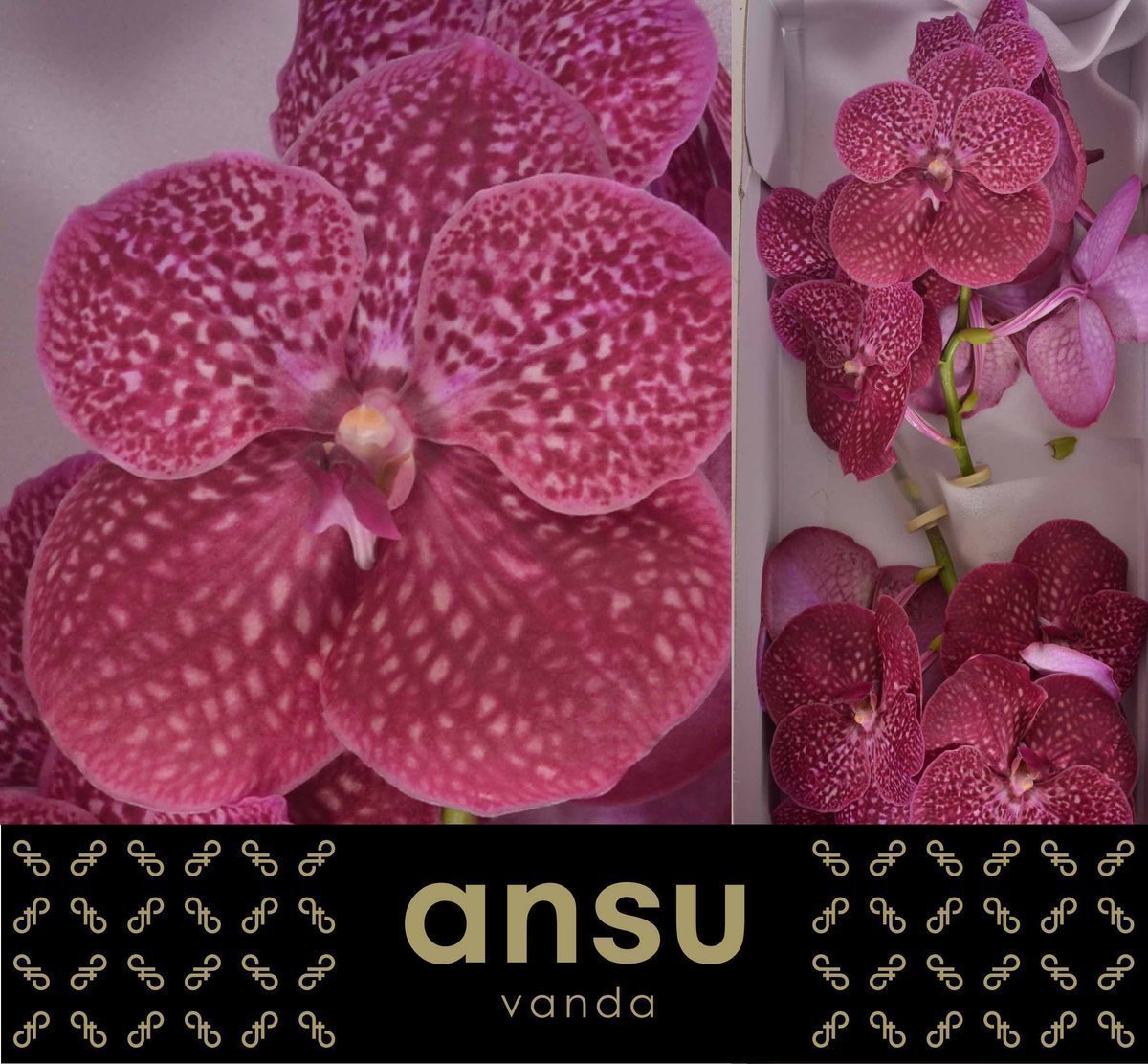 Срезанные цветы оптом Vanda nitaya crimson love от 16шт из Голландии с доставкой по России