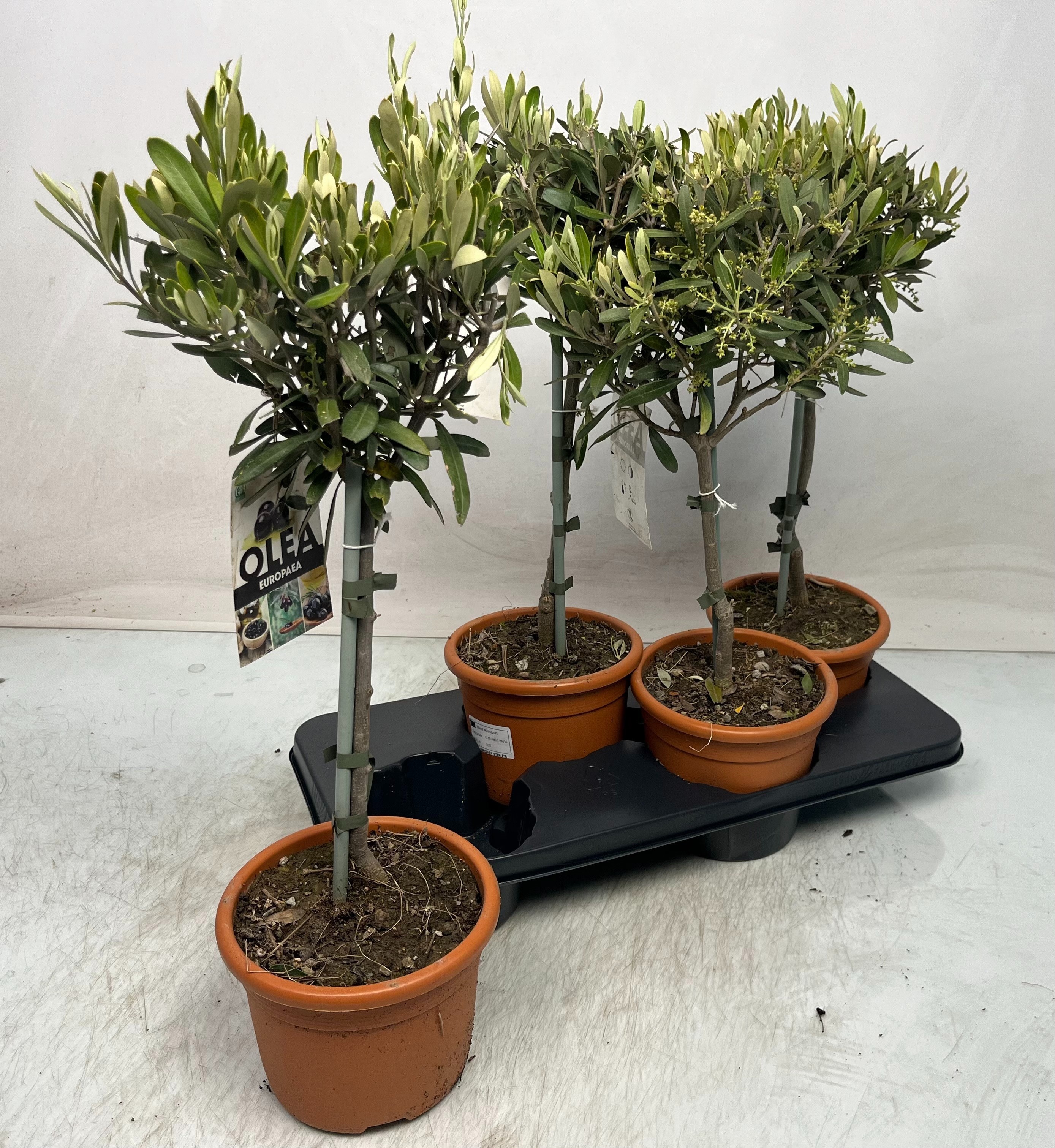 Горшечные цветы и растения оптом Olea Europaea от 6шт из Голландии с доставкой по России
