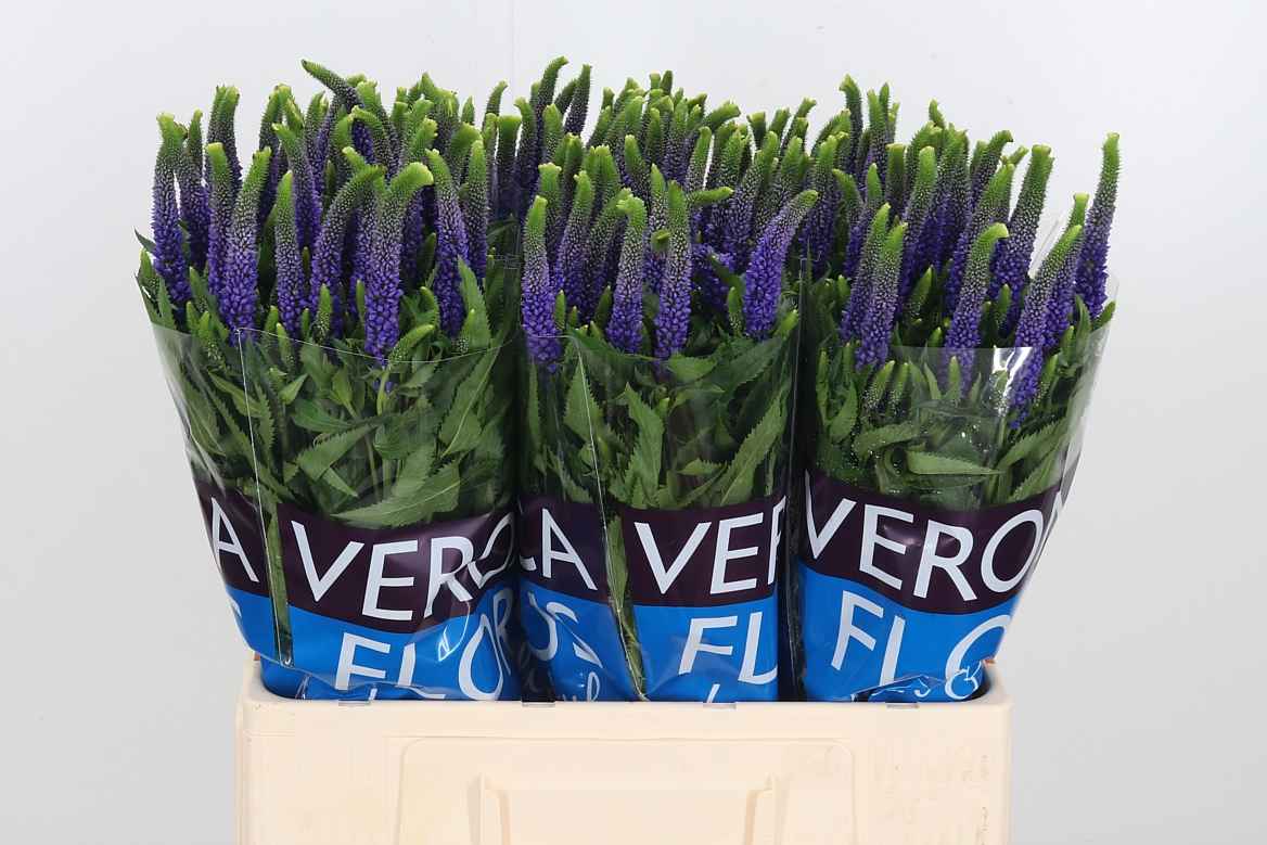 Срезанные цветы оптом Veronica blue от 150шт из Голландии с доставкой по России