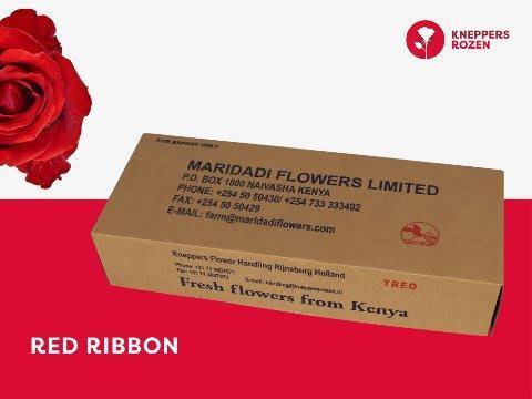 Срезанные цветы оптом Rosa large red ribbon от 480шт из Голландии с доставкой по России