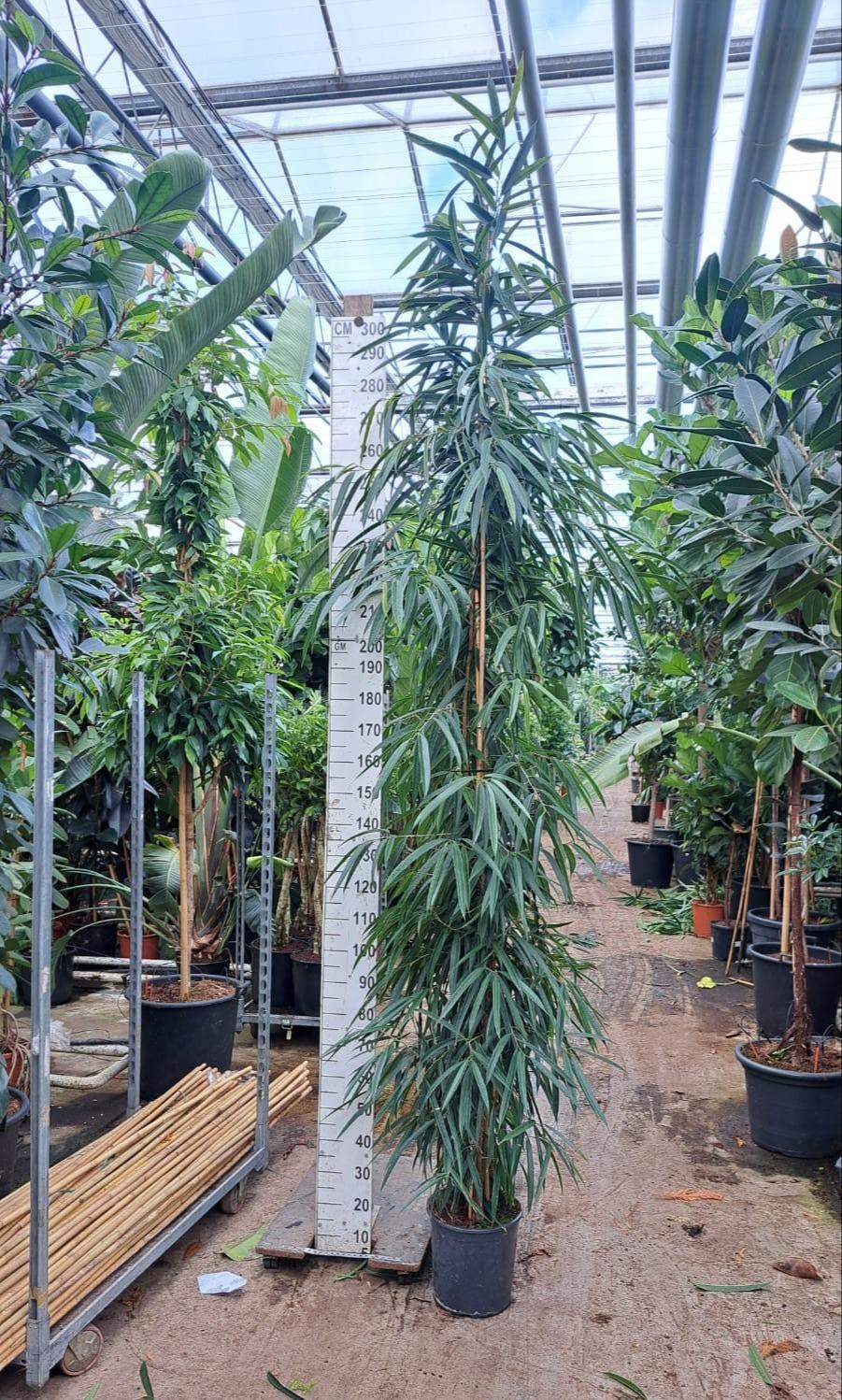 Горшечные цветы и растения оптом Ficus Bin Alii от 1шт из Голландии с доставкой по России