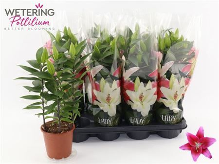 Горшечные цветы и растения оптом Lil Or Sunny Keys 3 Branche от 8шт из Голландии с доставкой по России