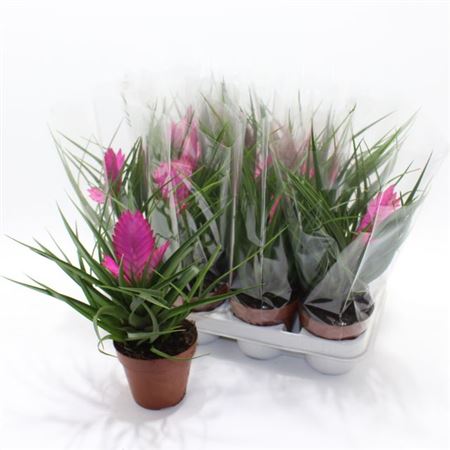 Горшечные цветы и растения оптом Till Cyanea Josee от 9шт из Голландии с доставкой по России