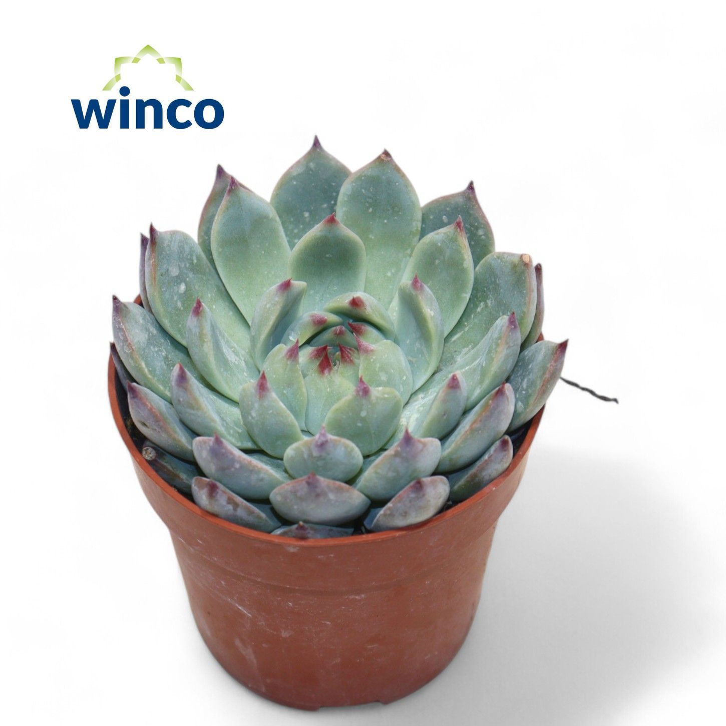 Горшечные цветы и растения оптом Echeveria Lindsyana от 18шт (для телеги) из Голландии с доставкой по России