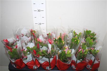 Горшечные цветы и растения оптом Schlumb Gem 3 Kl 10+ от 18шт (для телеги) из Голландии с доставкой по России