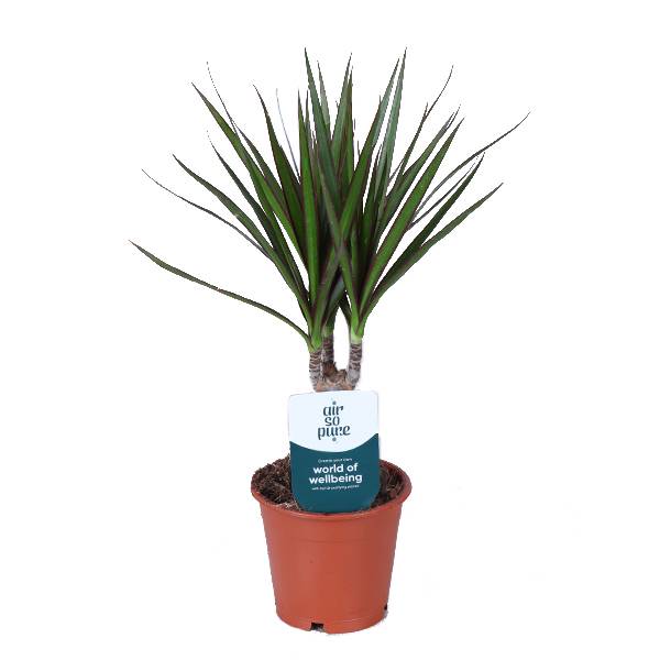 Горшечные цветы и растения оптом Dracaena Marginata от 10шт из Голландии с доставкой по России