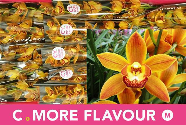 Срезанные цветы оптом Minicymbidium sakura от 15шт из Голландии с доставкой по России