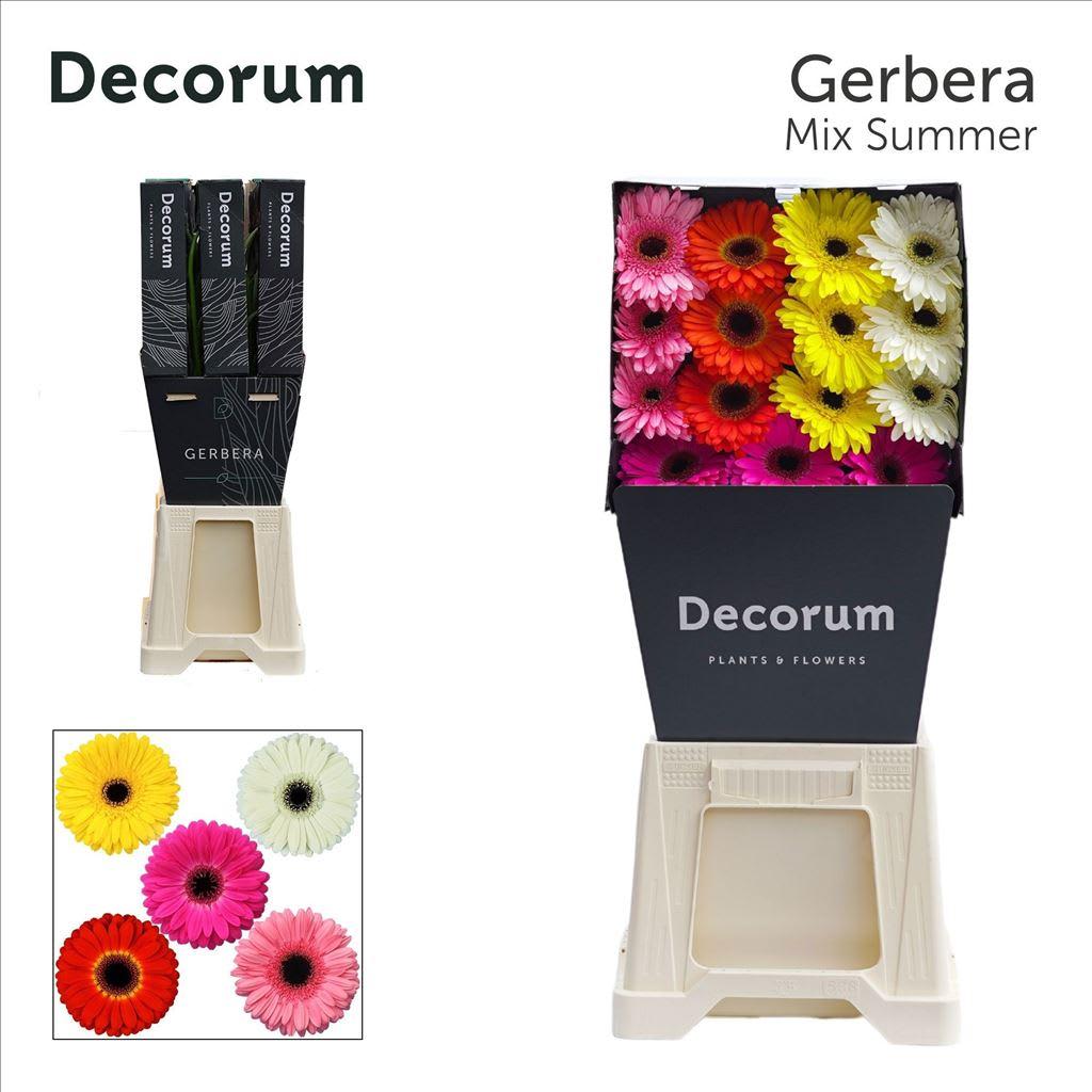 Срезанные цветы оптом Gerbera diamond mix summer от 45шт из Голландии с доставкой по России