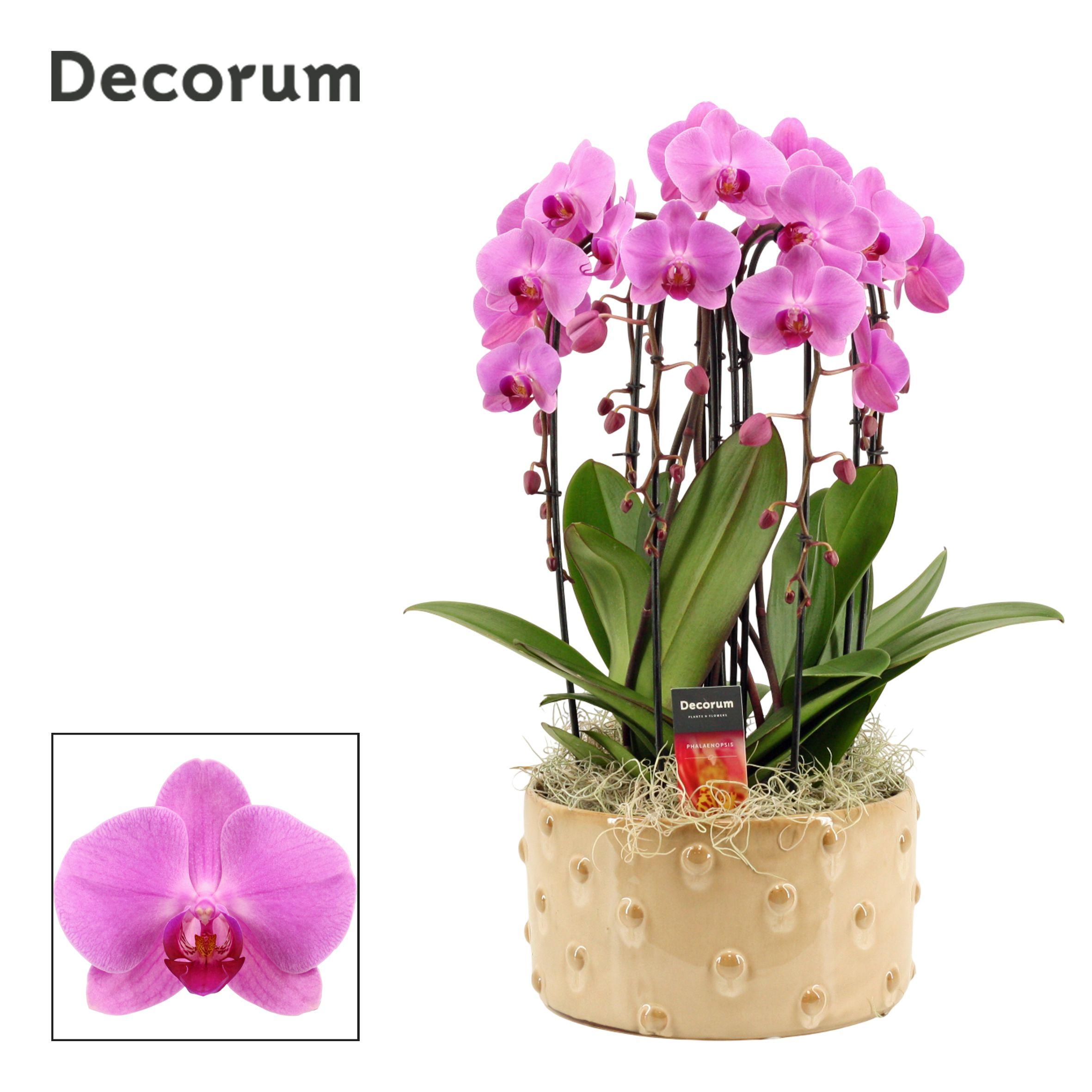 Горшечные цветы и растения оптом Phal Ov Roze от 1шт из Голландии с доставкой по России