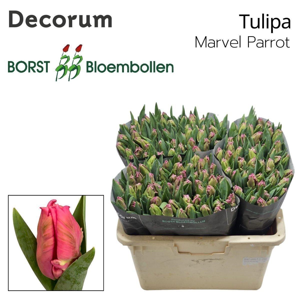 Срезанные цветы оптом Tulipa pa marvel parrot от 150шт из Голландии с доставкой по России