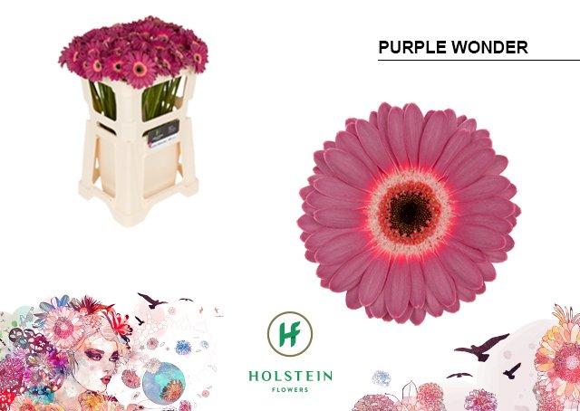 Срезанные цветы оптом Germini purple wonder от 80шт из Голландии с доставкой по России