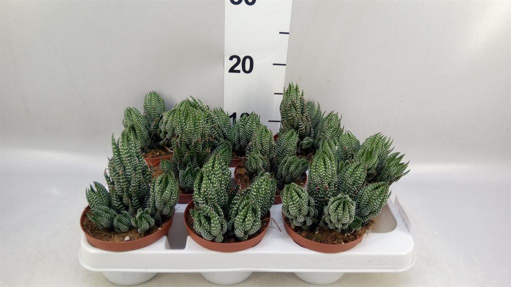 Горшечные цветы и растения оптом Haworthia ... от 9шт из Голландии с доставкой по России