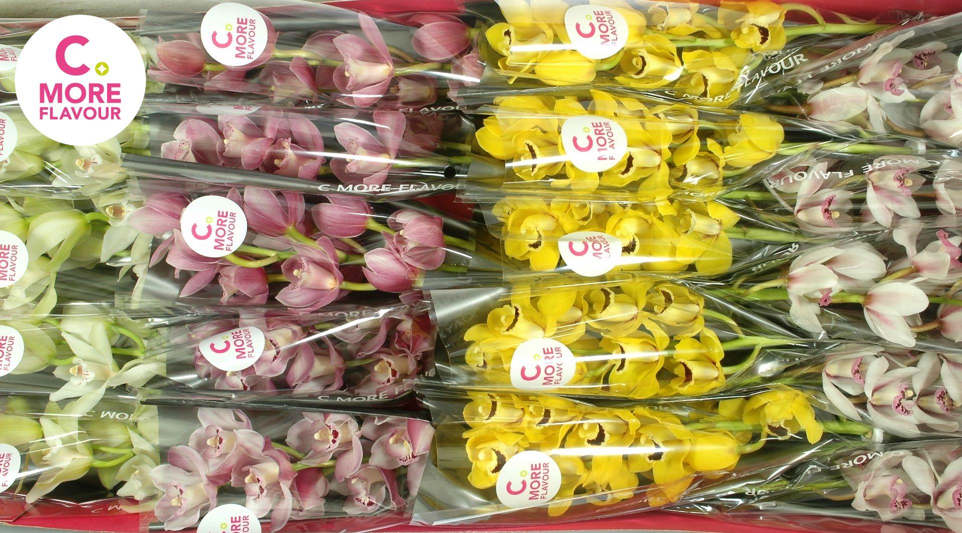 Срезанные цветы оптом Minicymbidium mix easter от 20шт из Голландии с доставкой по России