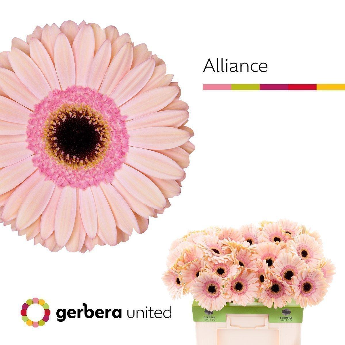 Срезанные цветы оптом Gerbera alliance от 40шт. из Голландии с доставкой по России