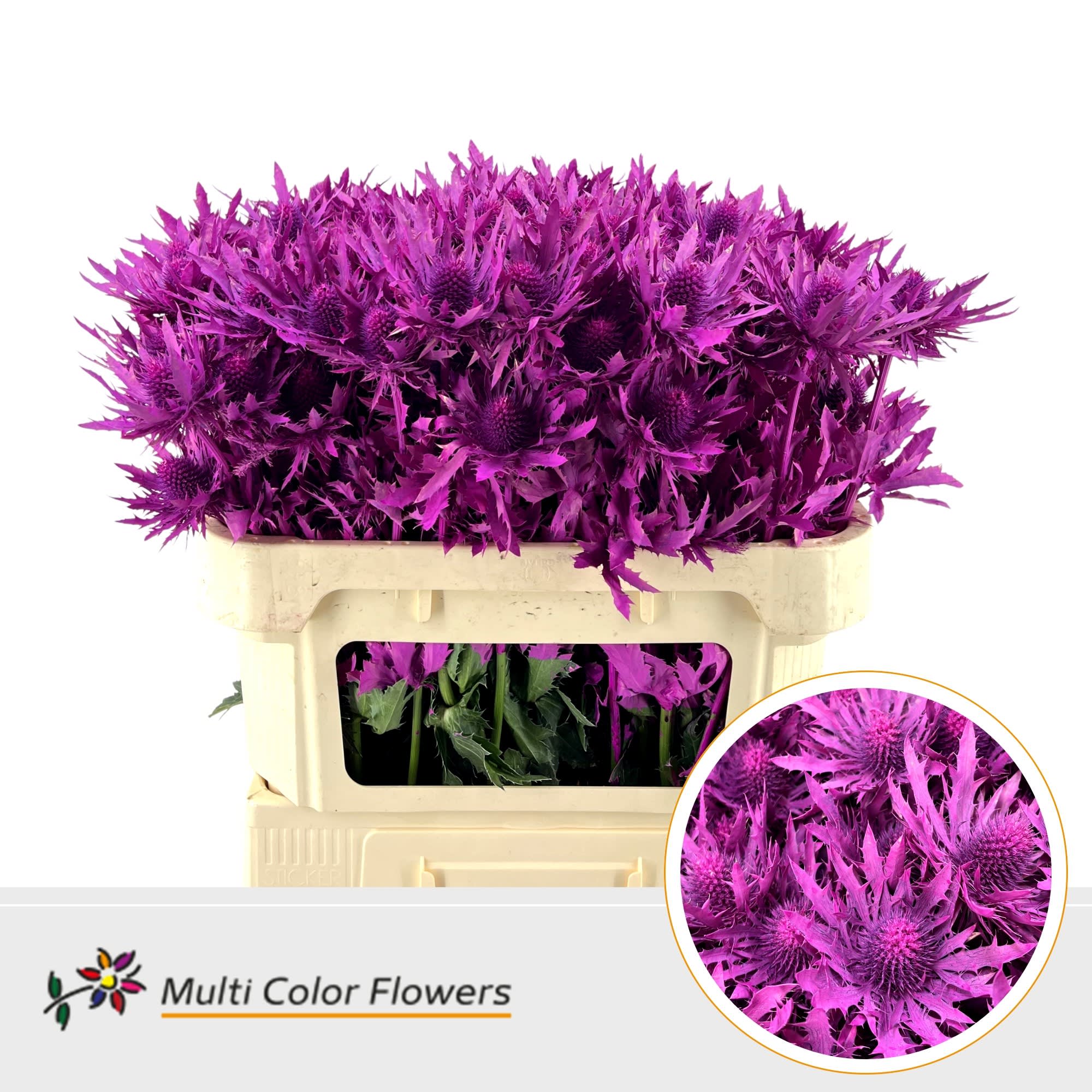 Срезанные цветы оптом Eryngium paint cerise от 30шт из Голландии с доставкой по России