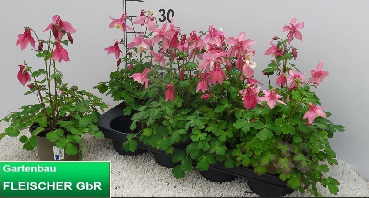 Горшечные цветы и растения оптом Aquil Caerulea от 8шт из Голландии с доставкой по России