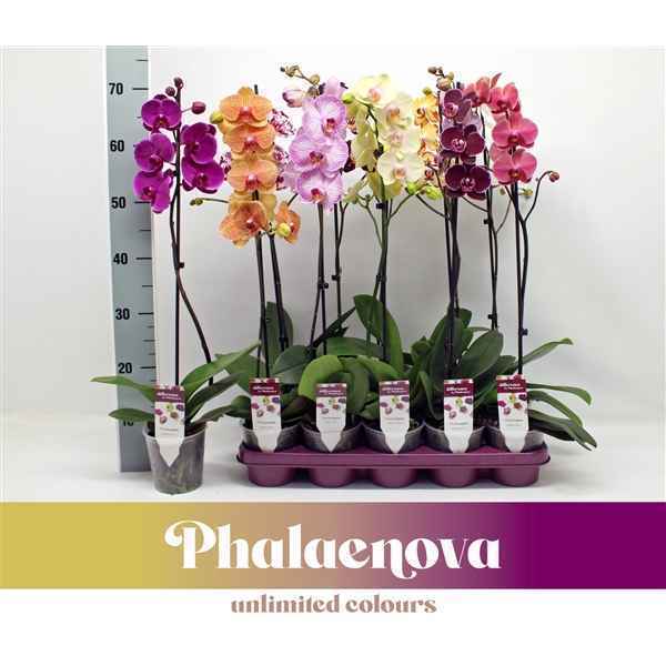 Горшечные цветы и растения оптом Phal 1st Mix 9+ (phalaenova) от 10шт из Голландии с доставкой по России