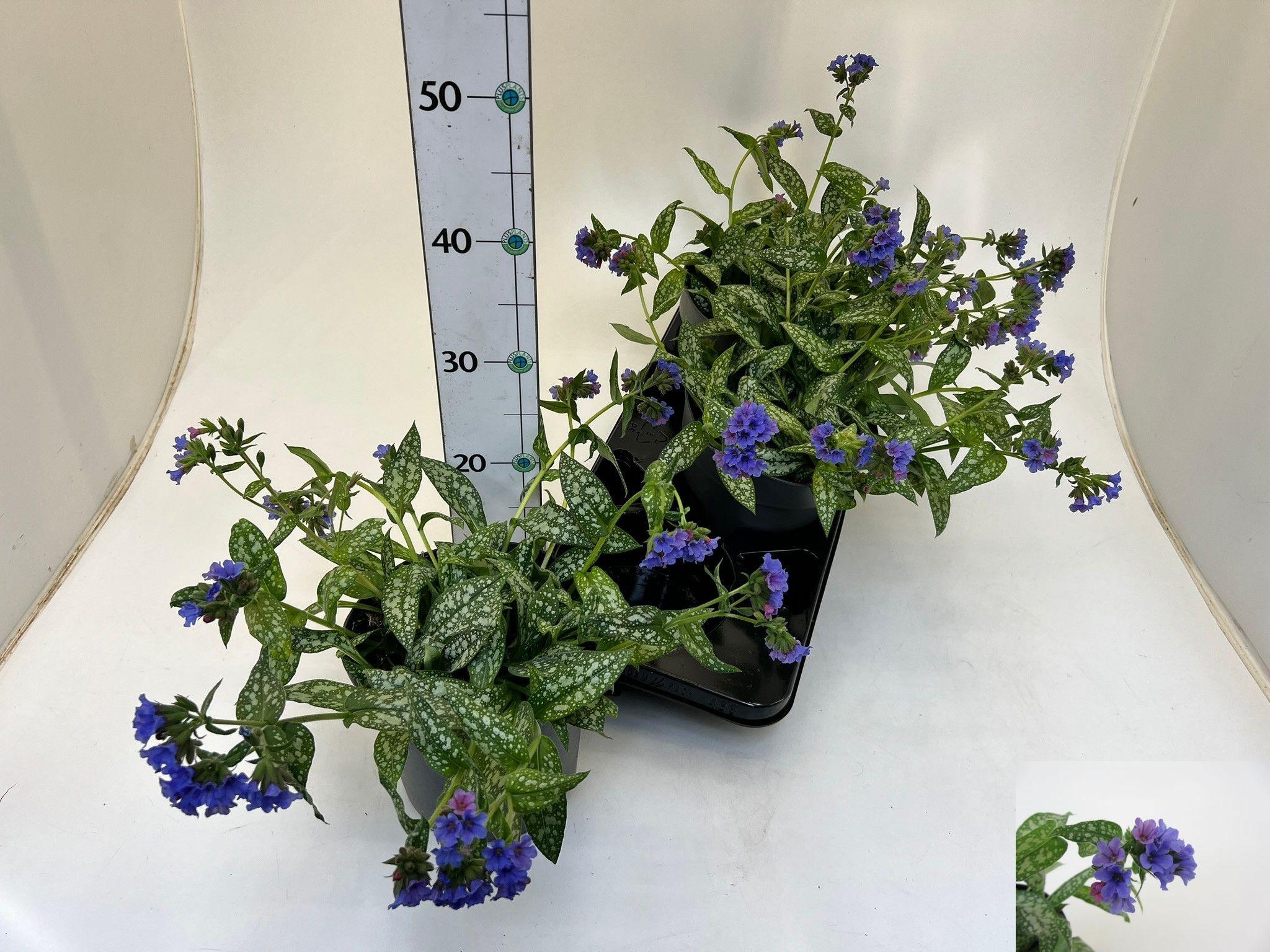 Горшечные цветы и растения оптом Pulm Saccharata от 3шт из Голландии с доставкой по России