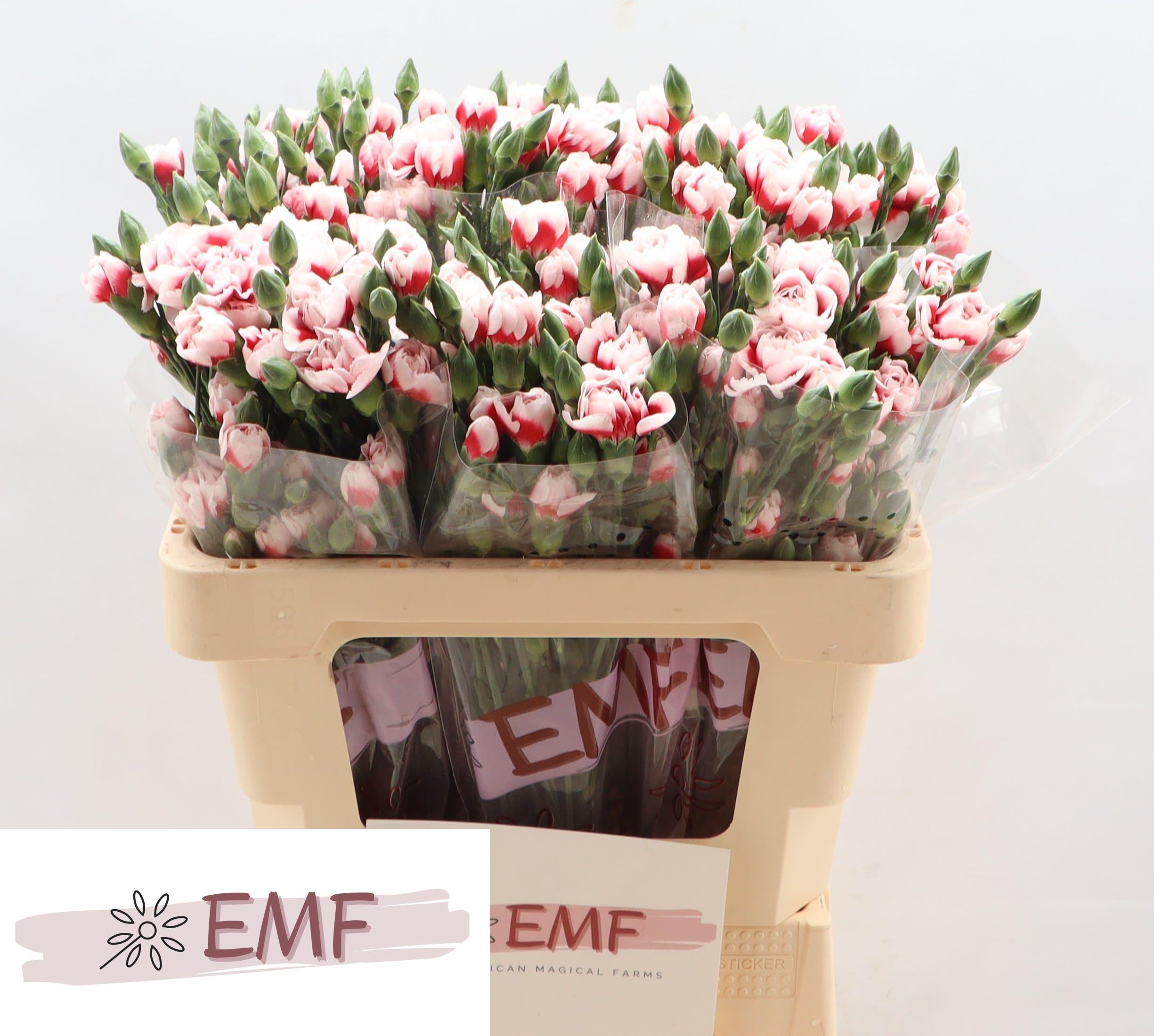 Срезанные цветы оптом Dianthus sp swing от 60шт из Голландии с доставкой по России