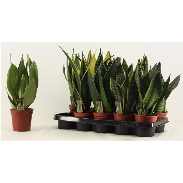 Горшечные цветы и растения оптом Sansevieria Super Mix от 10шт из Голландии с доставкой по России