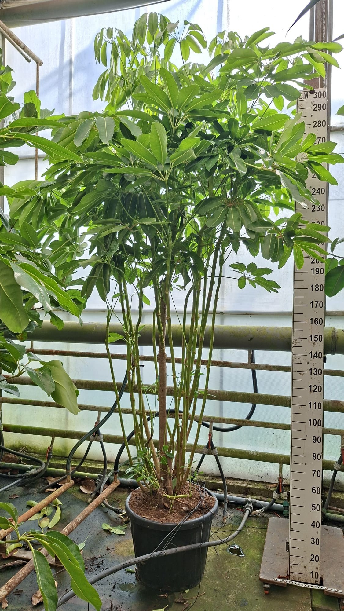 Горшечные цветы и растения оптом Schefflera Amate Multistam Xl от 1шт из Голландии с доставкой по России