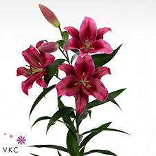 Срезанные цветы оптом Lilium or palazzo от 40шт из Голландии с доставкой по России