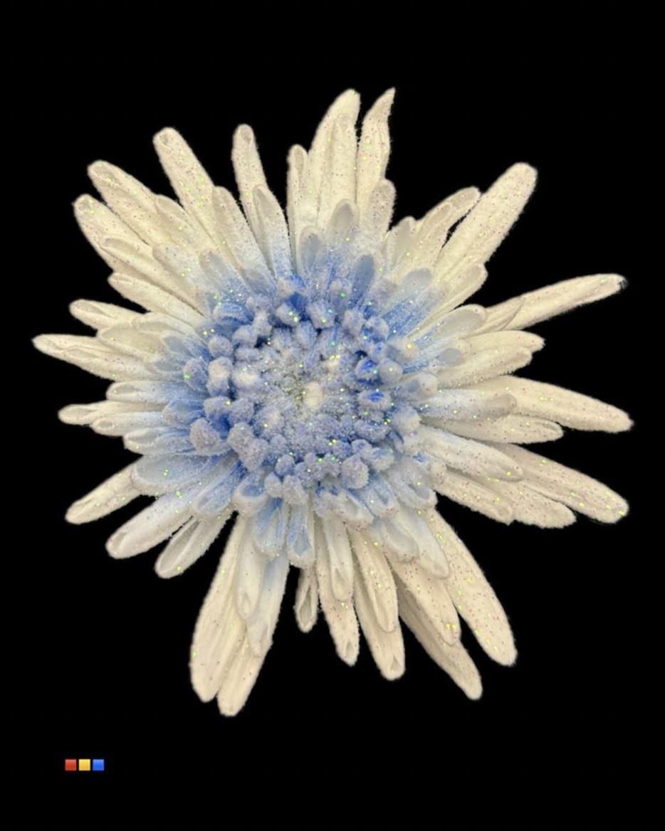 Срезанные цветы оптом Chrys bl paint ana marshmallow blue (C44) от 40шт из Голландии с доставкой по России