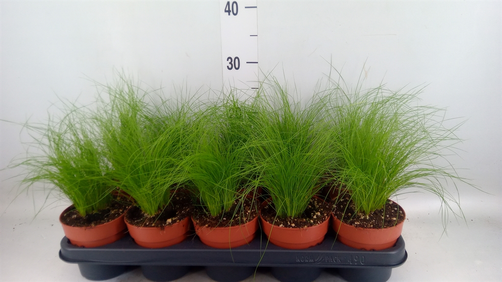 Горшечные цветы и растения оптом Stipa Tenuifolia от 10шт из Голландии с доставкой по России