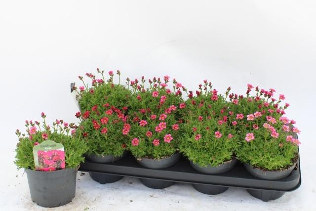 Горшечные цветы и растения оптом Saxif Ar Marto Rose от 8шт из Голландии с доставкой по России