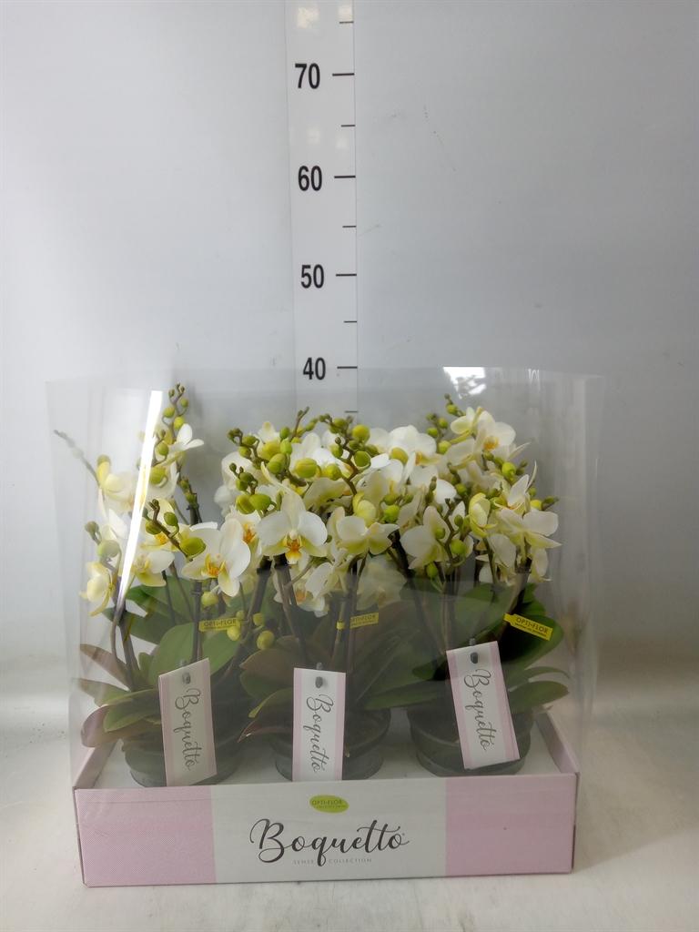 Горшечные цветы и растения оптом Phalaenopsis Multi.   ...white от 6шт из Голландии с доставкой по России