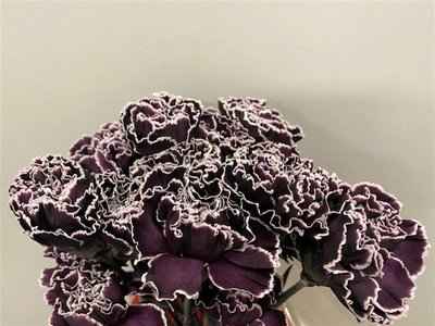 Срезанные цветы оптом Dianthus st paint cassis от 80шт из Голландии с доставкой по России