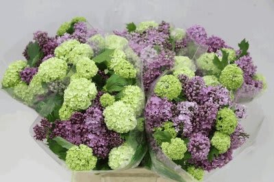 Срезанные цветы оптом Syringa + Viburnum bq от 6шт из Голландии с доставкой по России