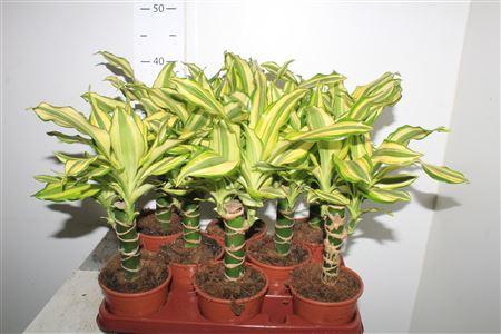 Горшечные цветы и растения оптом Dra Frag Yello Coast от 8шт из Голландии с доставкой по России