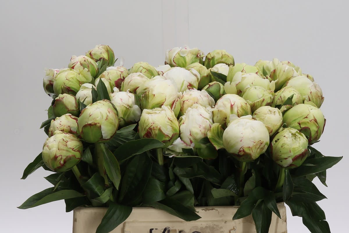 Срезанные цветы оптом Paeonia snow princess от 50шт из Голландии с доставкой по России