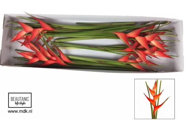 Срезанные цветы оптом Heliconia stricta tropical от 10шт из Голландии с доставкой по России