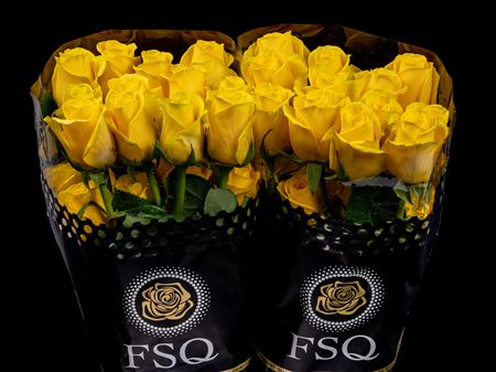Срезанные цветы оптом Rosa ec goldfinch от 40шт из Голландии с доставкой по России
