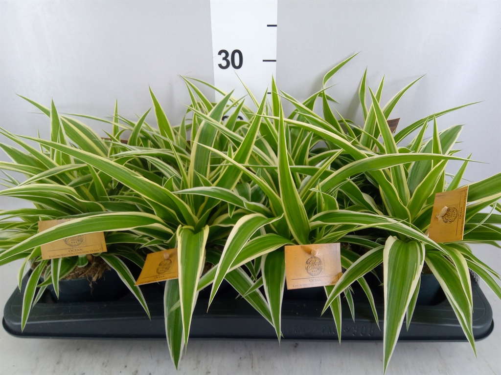 Горшечные цветы и растения оптом Chlorophytum Com. ocean от 8шт из Голландии с доставкой по России